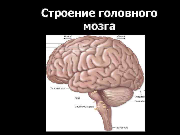 Строение головного мозга 