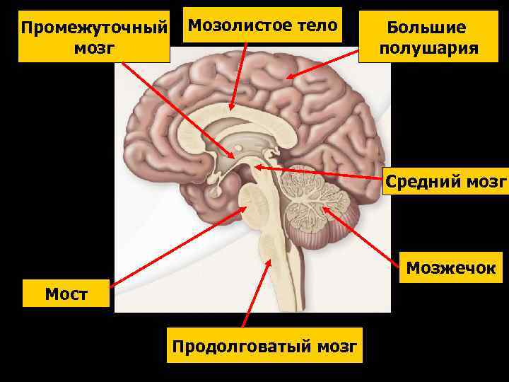 Промежуточный мозг Мозолистое тело Большие полушария Средний мозг Мозжечок Мост Продолговатый мозг 