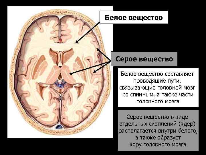 Белое вещество Серое вещество Белое вещество составляет проводящие пути, связывающие головной мозг со спинным,