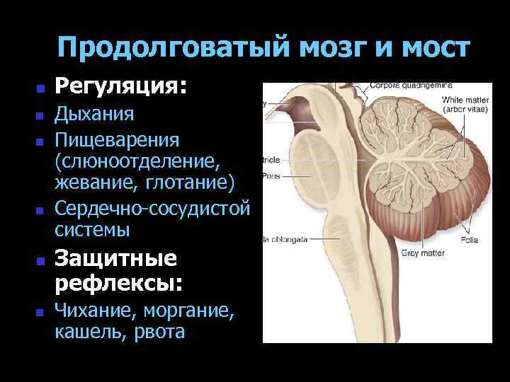 Продолговатый мозг и мост n n n Регуляция: Дыхания Пищеварения (слюноотделение, жевание, глотание) Сердечно-сосудистой