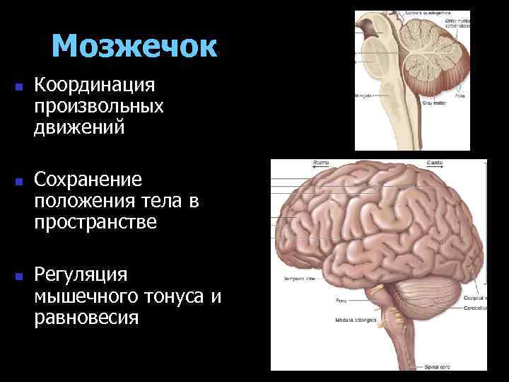 Мозжечок n n n Координация произвольных движений Сохранение положения тела в пространстве Регуляция мышечного