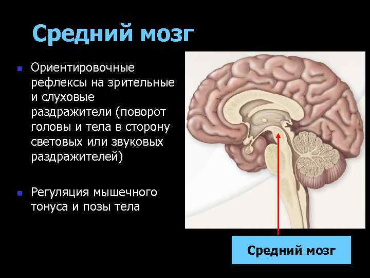 Средний мозг n n Ориентировочные рефлексы на зрительные и слуховые раздражители (поворот головы и