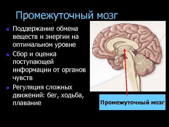 Промежуточный мозг n n n Поддержание обмена веществ и энергии на оптимальном уровне Сбор