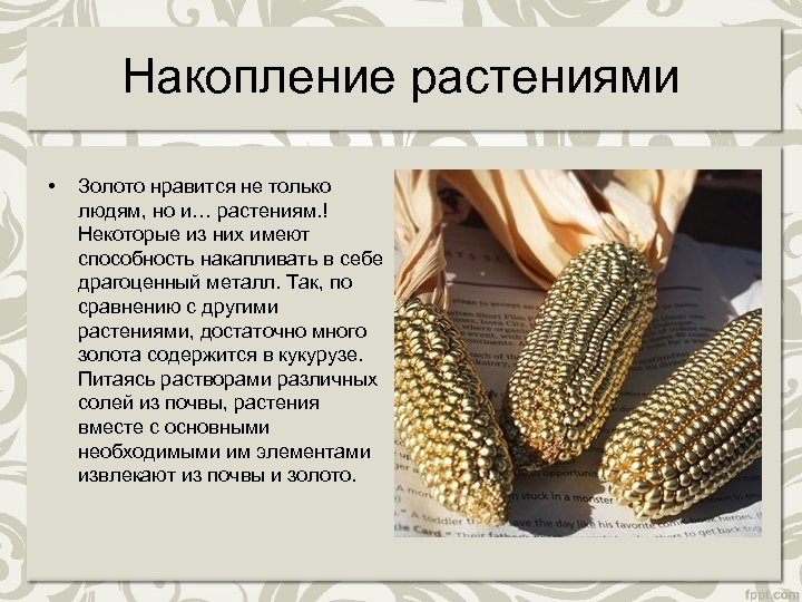 Накопление растениями • Золото нравится не только людям, но и… растениям. ! Некоторые из