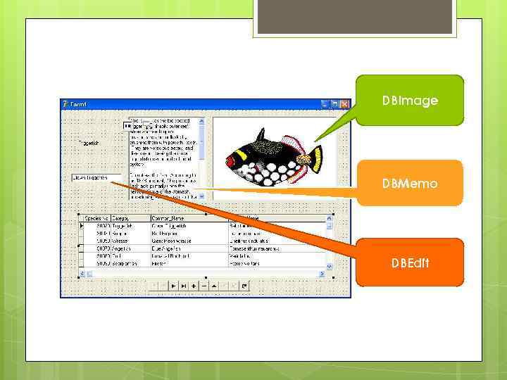 DBImage DBMemo DBEdit 