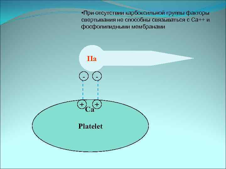  • При отсутствии карбоксильной группы факторы свертывания не способны связываться с Ca++ и