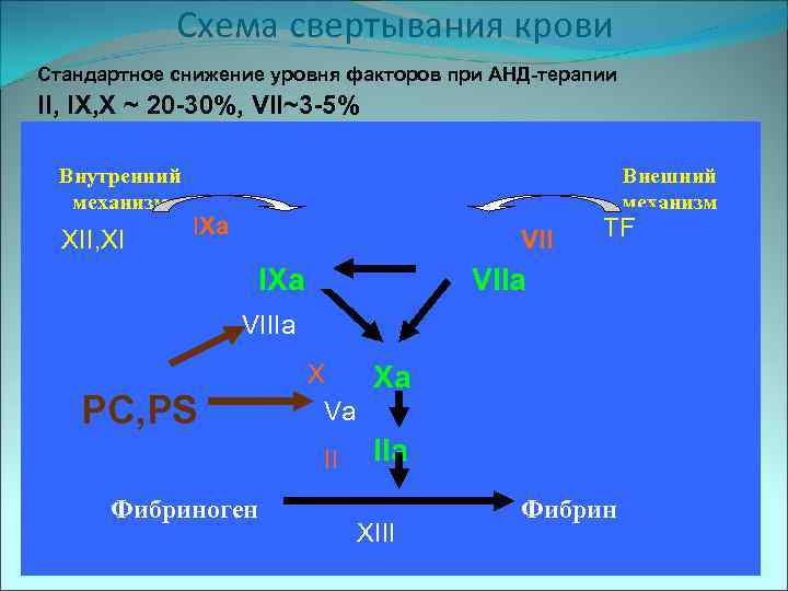 Схема свертывания крови Стандартное снижение уровня факторов при АНД-терапии II, IX, X ~ 20