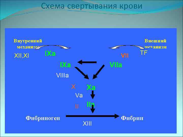 Схема свертывания крови Внутренний механизм XII, XI Внешний механизм IXa VII IXa TF VIIa