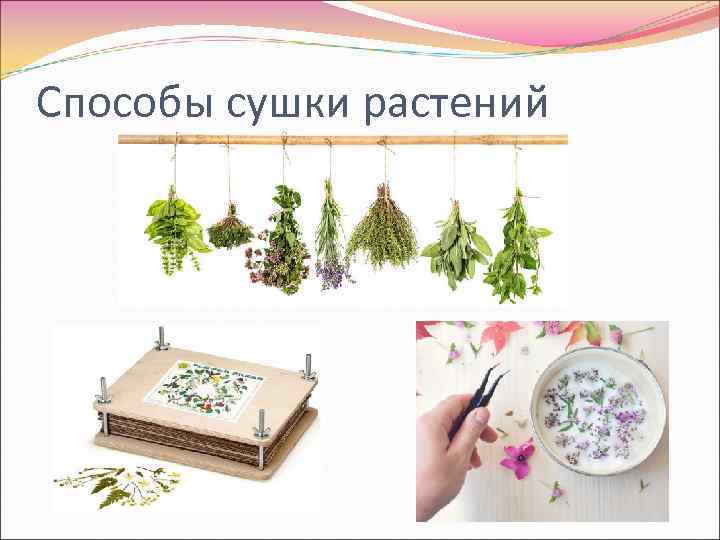 Способы сушки растений 