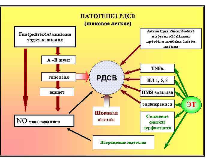 ПАТОГЕНЕЗ РДСВ (шоковое легкое) Активация комплемента и других каскадных протеолитических систем плазмы Гиперкатехоламинемия эндотоксинемия