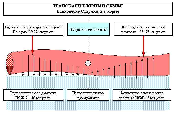  ТРАНСКАПИЛЛЯРНЫЙ ОБМЕН Равновесие Старлинга в норме Гидростатическое давление крови В норме 30 -32