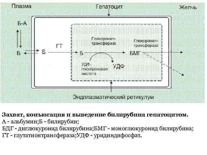 Захват, конъюгация и выведение билирубина гепатоцитом. А - альбумин; Б - билирубин; БДГ -