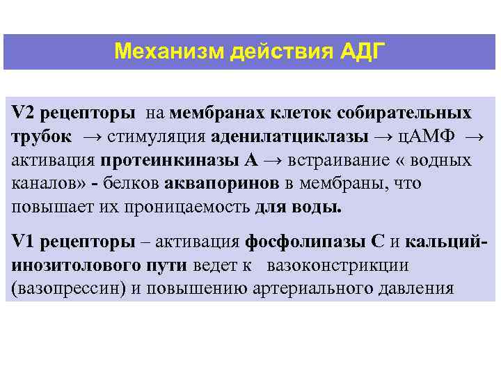 Механизм действия АДГ V 2 рецепторы на мембранах клеток собирательных трубок → стимуляция аденилатциклазы