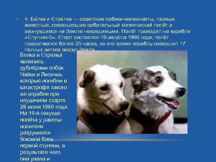  • 4. Бе лка и Стре лка — советские собаки-космонавты, первые животные, совершившие