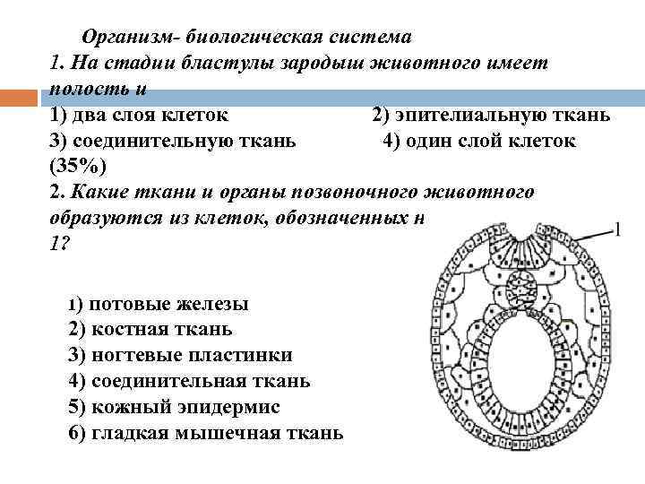 Организм- биологическая система 1. На стадии бластулы зародыш животного имеет полость и 1) два