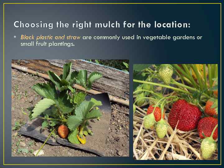 Choosing the right mulch for the location: • Black plastic and straw are commonly