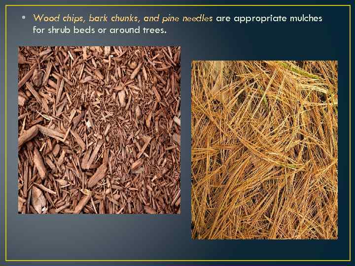  • Wood chips, bark chunks, and pine needles are appropriate mulches for shrub
