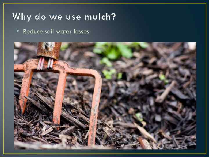 Why do we use mulch? • Reduce soil water losses 