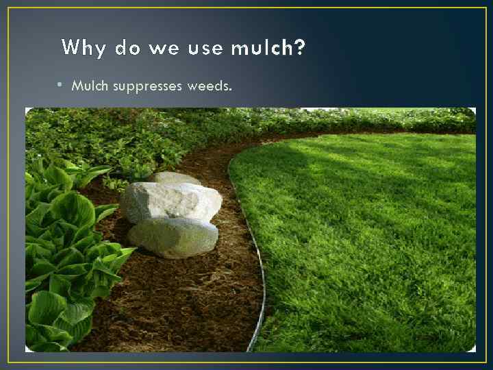 Why do we use mulch? • Mulch suppresses weeds. 