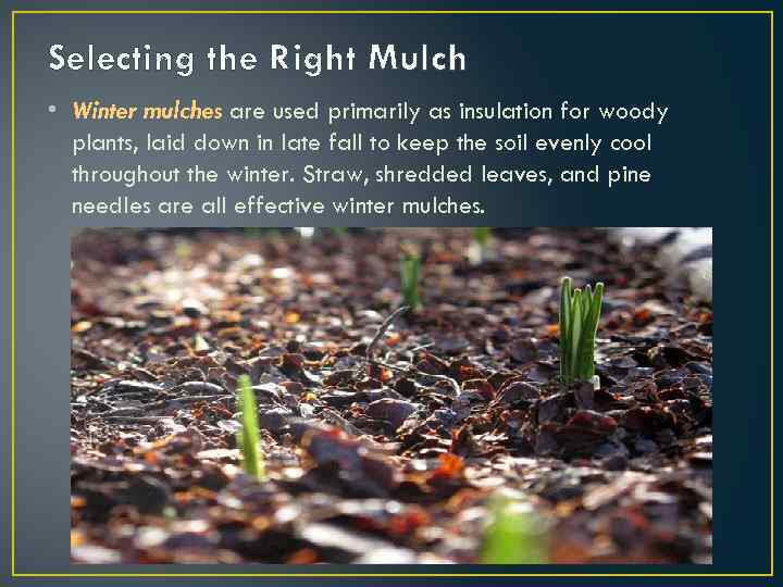 Selecting the Right Mulch • Winter mulches are used primarily as insulation for woody