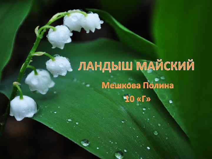 ЛАНДЫШ МАЙСКИЙ Мешкова Полина 10 «Г» 