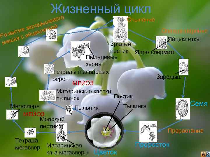 Жизненный цикл ог шев роды ткой за тие цекле и Разв а с яй