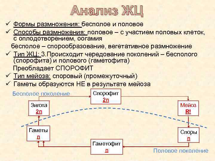 Анализ ЖЦ ü Формы размножения: бесполое и половое ü Способы размножения: половое – с