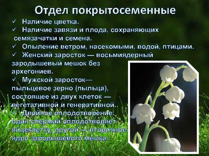 Отдел покрытосеменные ü Наличие цветка. ü Наличие завязи и плода, сохраняющих семязачатки и семена.