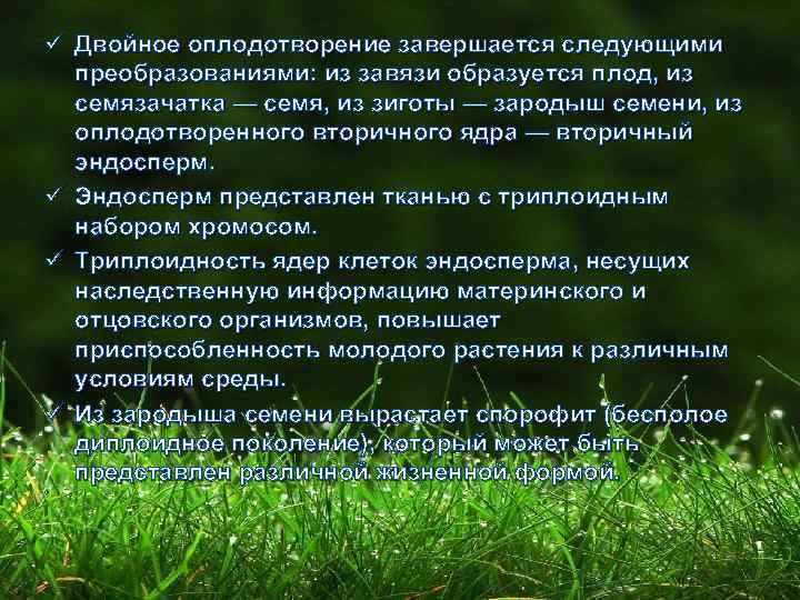 ü Двойное оплодотворение завершается следующими преобразованиями: из завязи образуется плод, из семязачатка — семя,