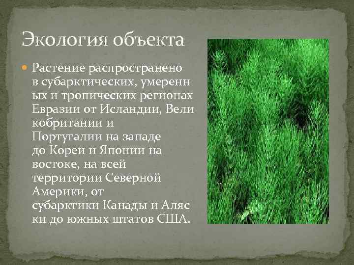 Экология объекта Растение распространено в субарктических, умеренн ых и тропических регионах Евразии от Исландии,