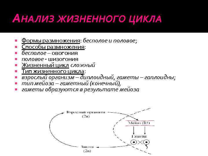 АНАЛИЗ ЖИЗНЕННОГО ЦИКЛА Формы размножения: бесполое и половое; Способы размножения: бесполое – овогония половое