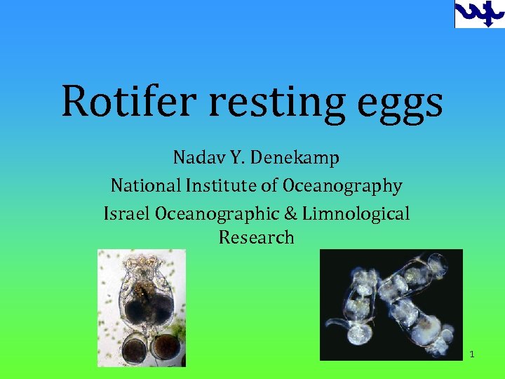 Rotifer resting eggs Nadav Y. Denekamp National Institute of Oceanography Israel Oceanographic & Limnological