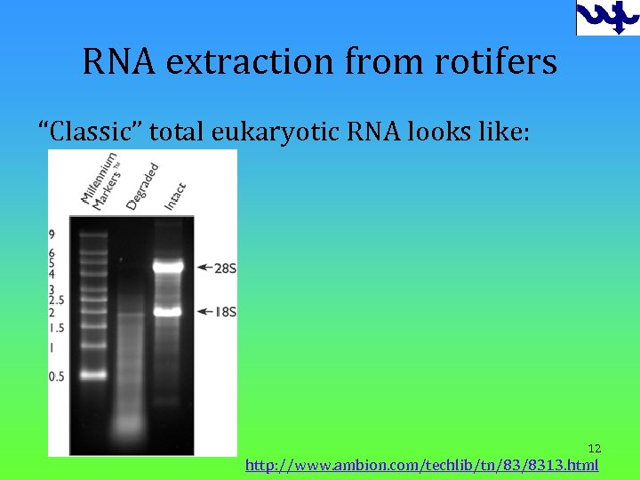 RNA extraction from rotifers “Classic” total eukaryotic RNA looks like: 12 http: //www. ambion.