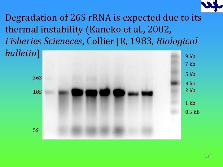 Degradation of 26 S r. RNA is expected due to its thermal instability (Kaneko