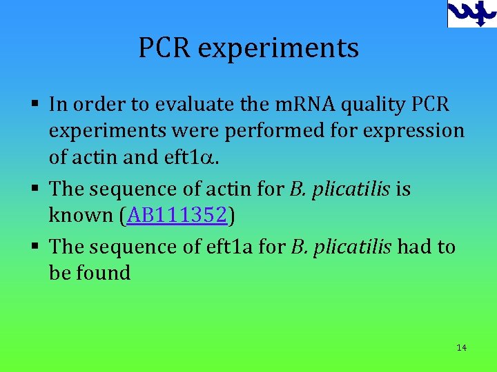 PCR experiments § In order to evaluate the m. RNA quality PCR experiments were