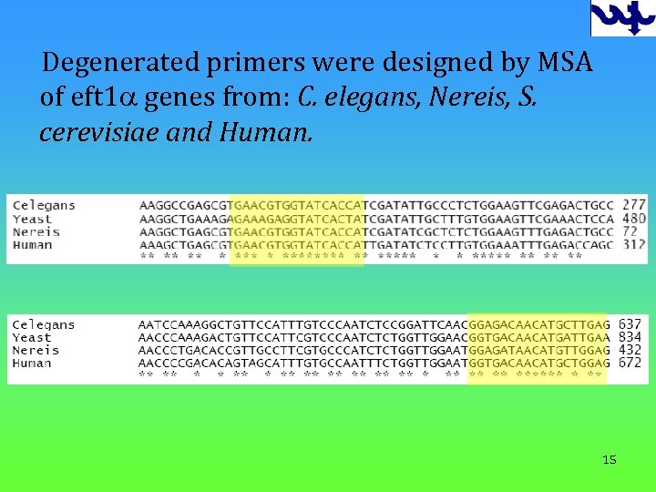 Degenerated primers were designed by MSA of eft 1 a genes from: C. elegans,