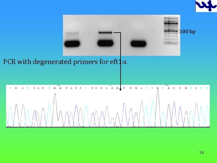 500 bp PCR with degenerated primers for eft 1 a 16 