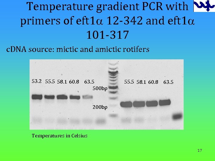 Temperature gradient PCR with primers of eft 1 a 12 -342 and eft 1