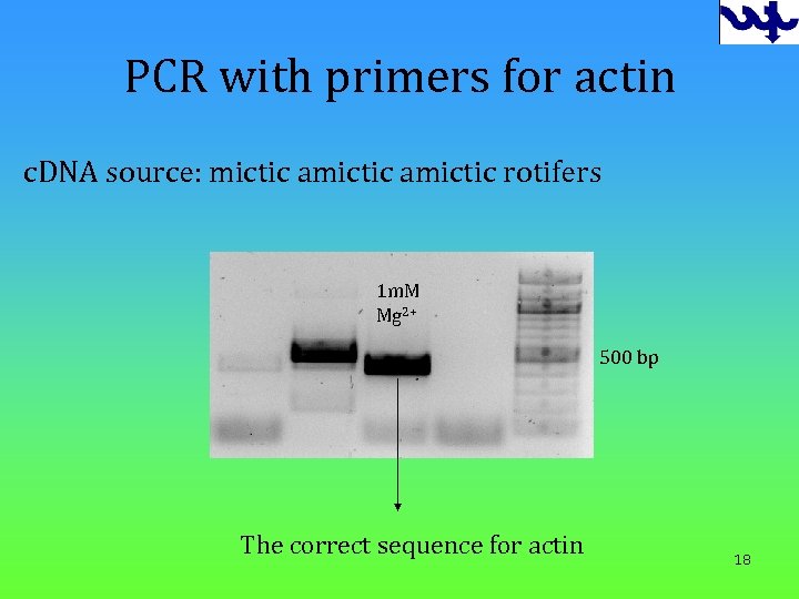 PCR with primers for actin c. DNA source: mictic amictic rotifers 1 m. M