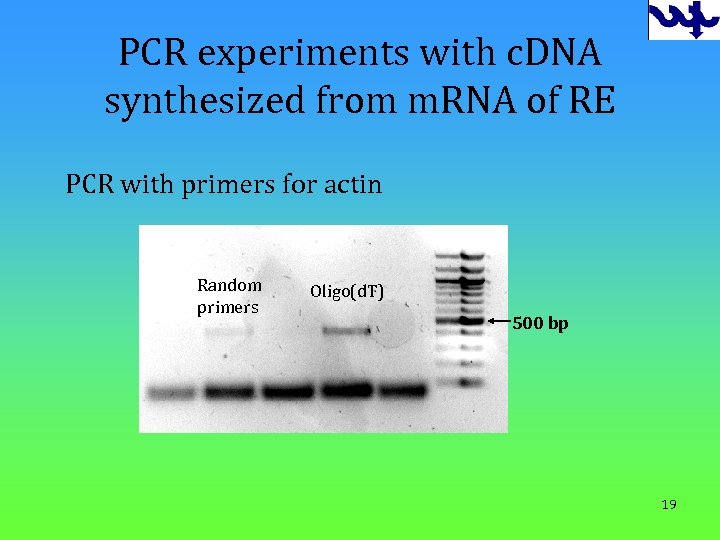 PCR experiments with c. DNA synthesized from m. RNA of RE PCR with primers