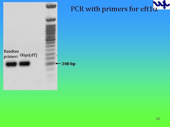 PCR with primers for eft 1 a Random primers Oligo(d. T) 200 bp 20