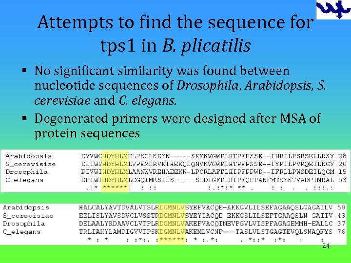 Attempts to find the sequence for tps 1 in B. plicatilis § No significant