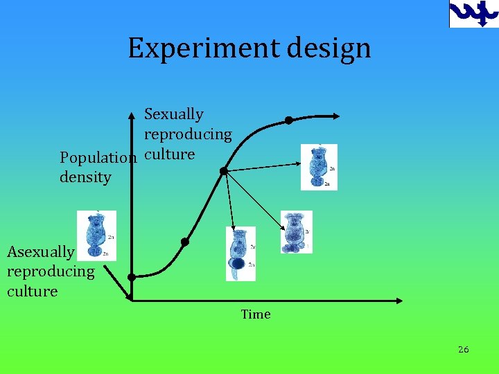 Experiment design Sexually reproducing Population culture density Asexually reproducing culture Time 26 