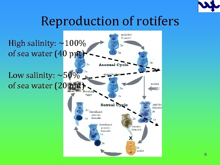 Reproduction of rotifers High salinity: ~100% of sea water (40 ppt) Low salinity: ~50%