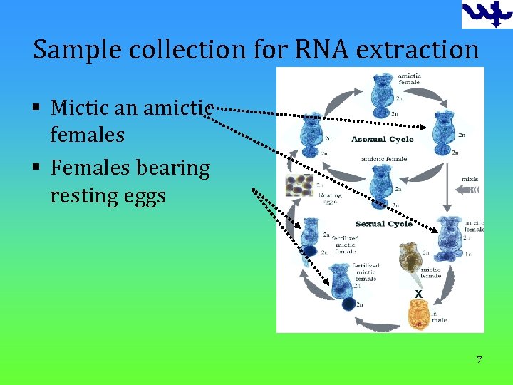 Sample collection for RNA extraction § Mictic an amictic females § Females bearing resting