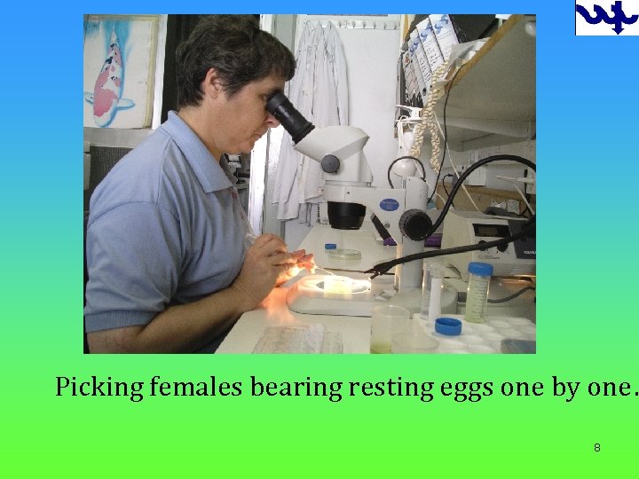 Picking females bearing resting eggs one by one… 8 