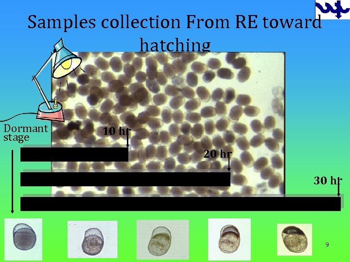 Samples collection From RE toward hatching Dormant stage 10 hr 20 hr 30 hr