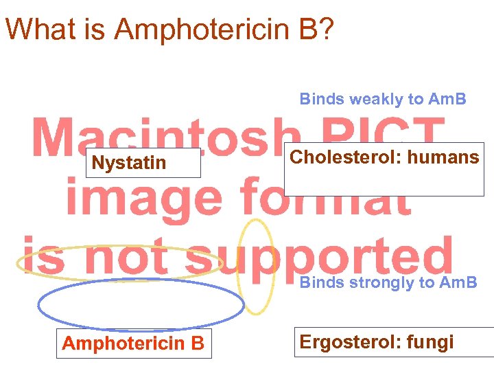 What is Amphotericin B? Binds weakly to Am. B Nystatin Cholesterol: humans Binds strongly