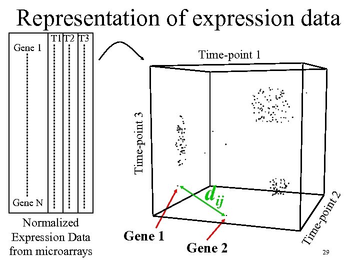 Representation of expression data Time-point 1 Gene 2 oin t e-p Normalized Expression Data