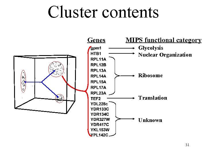 Cluster contents Genes MIPS functional category Glycolysis Nuclear Organization Ribosome Translation Unknown 31 